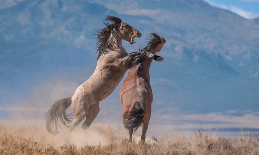 wild horses