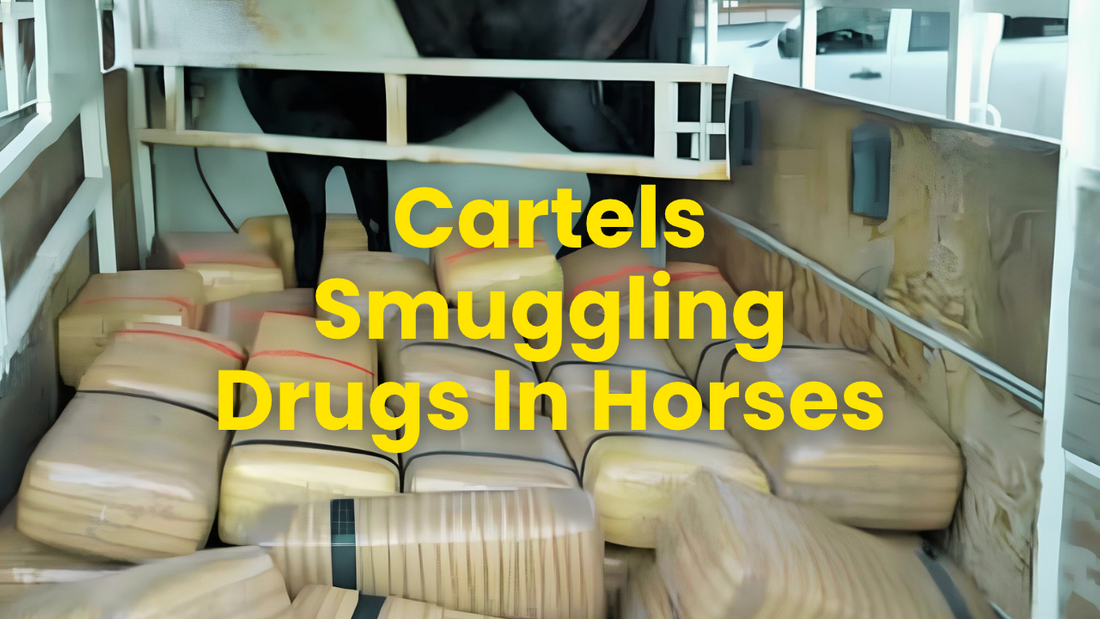 Cartels Are Smuggling Drugs Inside Horses