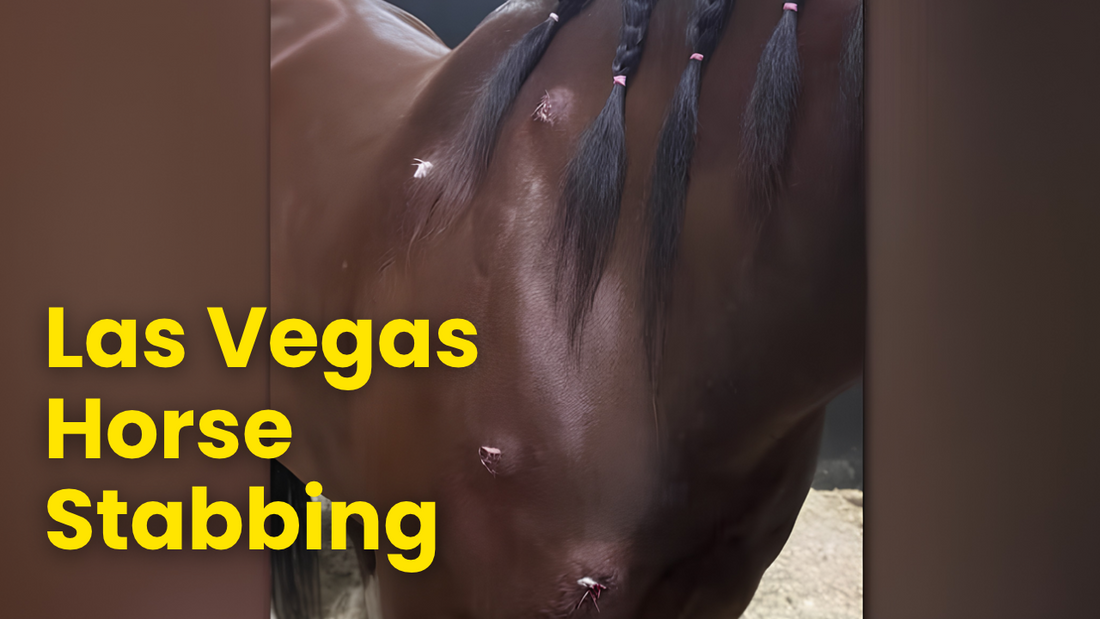 las vegas stabbing