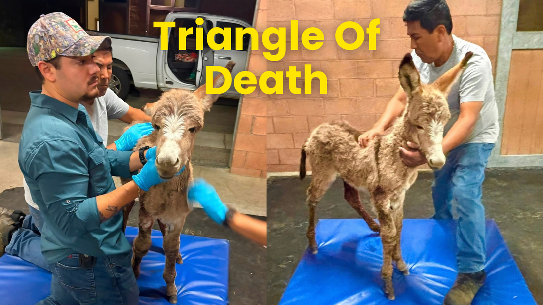 BREAKING NEWS Another Attack in the "Triangle of Death" Leaves Baby Foal Orphaned