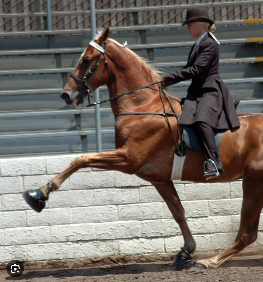 Tennessee Walking Horse Abuse