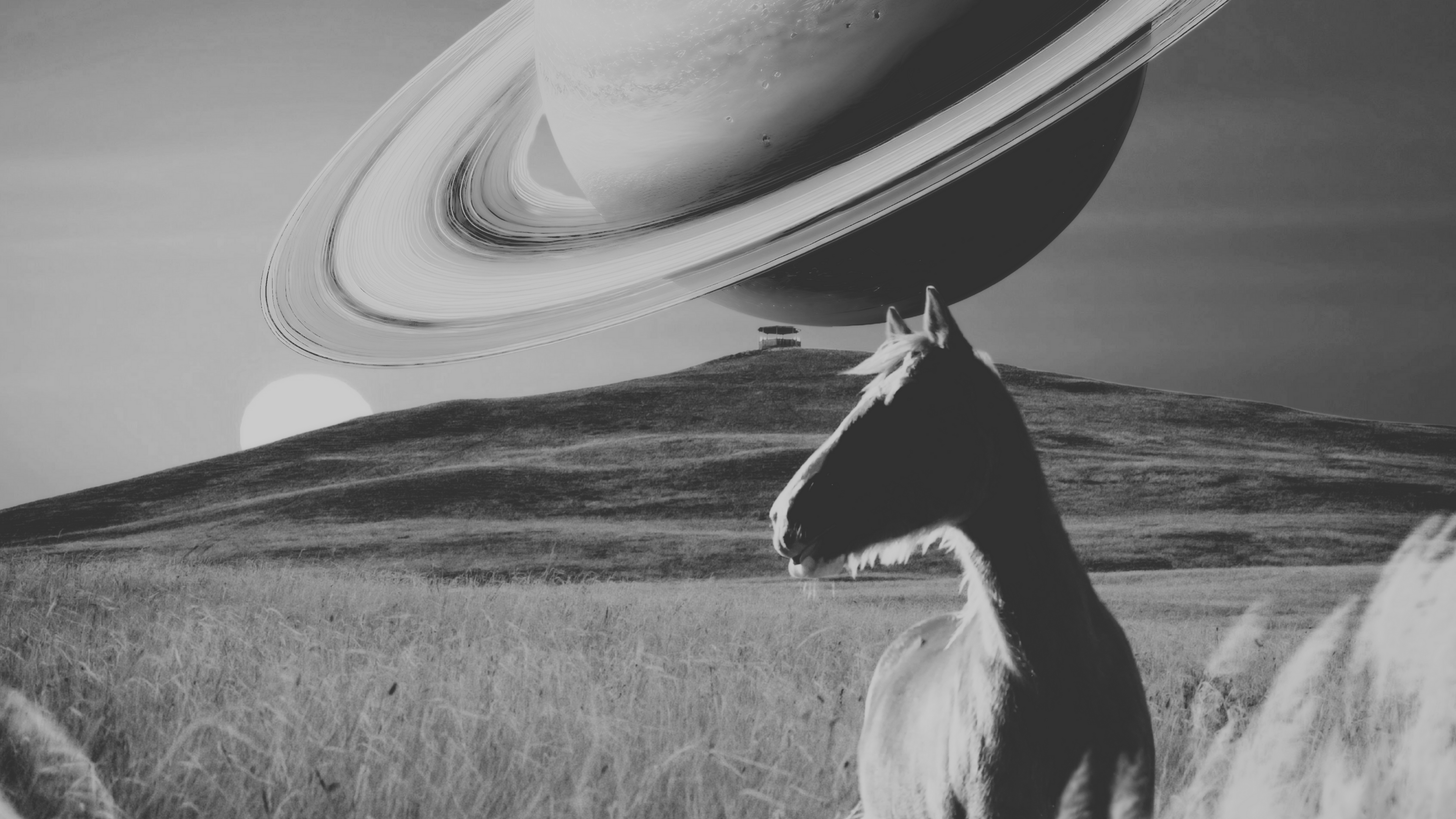 Raleigh Link Equine Justice