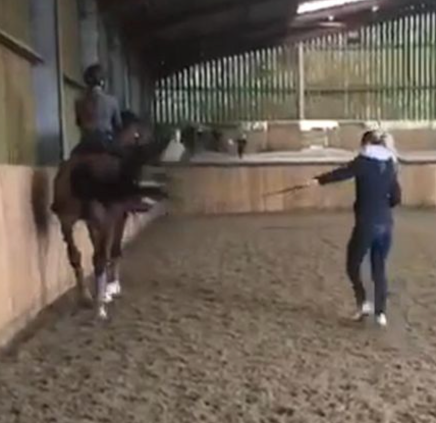 Charlotte Horse Abuse