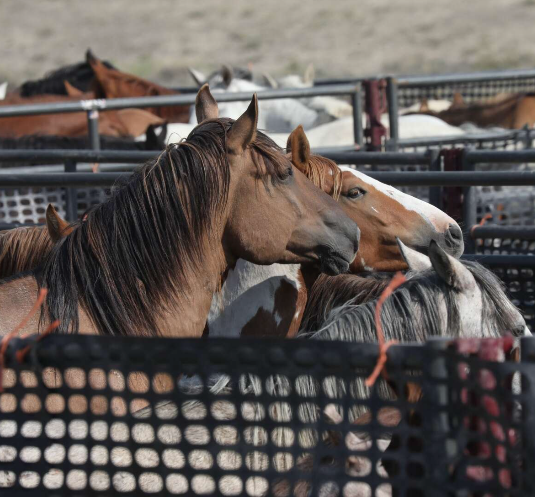 Save Wild Horses